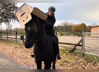 Islandpferd, Wallach, 15 Jahre, 145 cm, Rappe