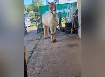 Islandpferd, Wallach, 15 Jahre, 146 cm, Schecke