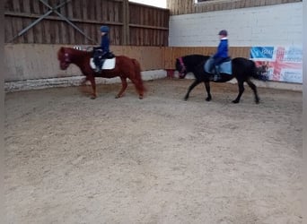 Islandpferd, Wallach, 16 Jahre, 135 cm, Fuchs