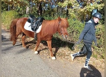 Islandpferd, Wallach, 16 Jahre, 135 cm, Fuchs