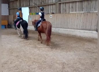 Islandpferd, Wallach, 16 Jahre, 135 cm, Fuchs