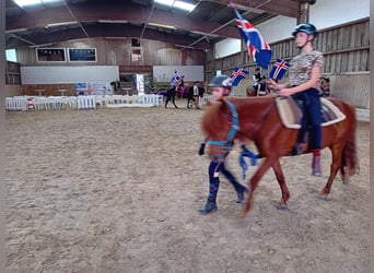 Islandpferd, Wallach, 16 Jahre, 135 cm, Fuchs