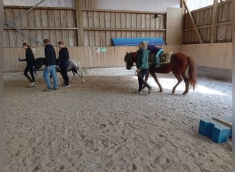 Islandpferd, Wallach, 16 Jahre, 135 cm, Fuchs