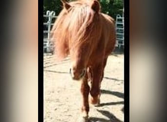 Islandpferd, Wallach, 16 Jahre, 135 cm, Fuchs