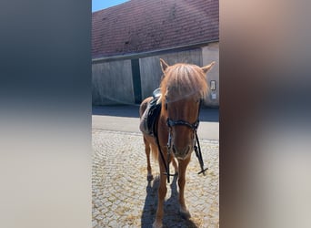 Islandpferd, Wallach, 16 Jahre, 136 cm, Fuchs