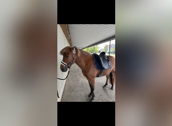 Islandpferd, Wallach, 16 Jahre, 137 cm, Brauner