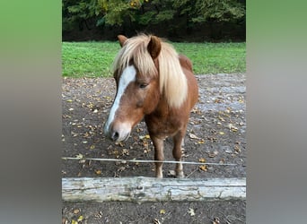 Islandpferd, Wallach, 16 Jahre, 137 cm, Fuchs