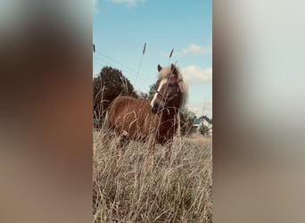Islandpferd, Wallach, 16 Jahre, 137 cm, Fuchs