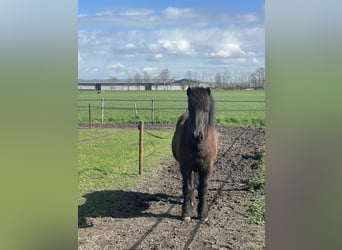 Islandpferd, Wallach, 16 Jahre, 137 cm, Schwarzbrauner