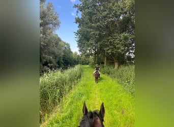 Islandpferd, Wallach, 16 Jahre, 137 cm, Schwarzbrauner