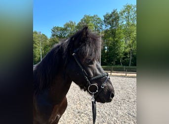 Islandpferd, Wallach, 16 Jahre, 137 cm, Schwarzbrauner