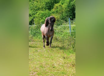 Islandpferd, Wallach, 16 Jahre, 138 cm, Falbe