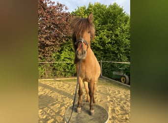 Islandpferd, Wallach, 16 Jahre, 138 cm