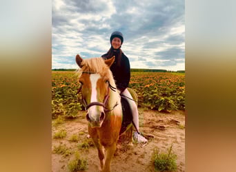 Islandpferd, Wallach, 16 Jahre, 138 cm, Fuchs