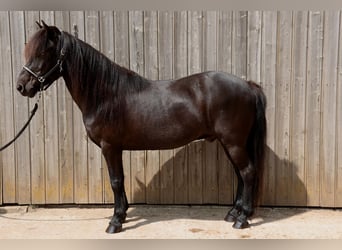 Islandpferd, Wallach, 16 Jahre, 138 cm, Rappe