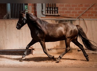 Islandpferd, Wallach, 16 Jahre, 138 cm, Rappe