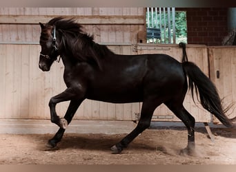 Islandpferd, Wallach, 16 Jahre, 138 cm, Rappe