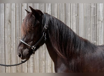 Islandpferd, Wallach, 16 Jahre, 138 cm, Rappe