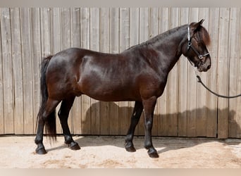Islandpferd, Wallach, 16 Jahre, 138 cm, Rappe