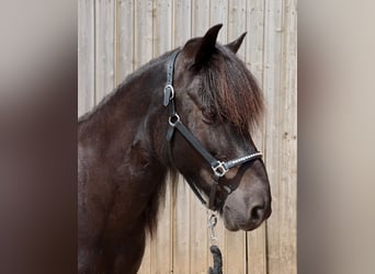 Islandpferd, Wallach, 16 Jahre, 138 cm, Rappe