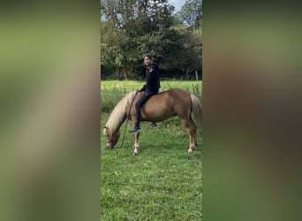 Islandpferd, Wallach, 16 Jahre, 140 cm, Fuchs