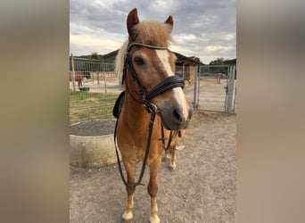 Islandpferd, Wallach, 16 Jahre, 140 cm, Fuchs