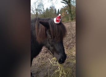 Islandpferd, Wallach, 16 Jahre, 140 cm, Rappe