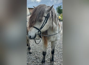 Islandpferd, Wallach, 16 Jahre, 140 cm, Rappschimmel