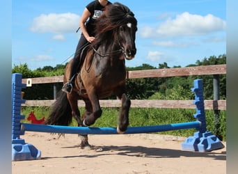 Islandpferd, Wallach, 16 Jahre, 144 cm, Rappe