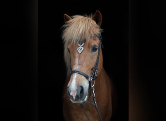 Islandpferd, Wallach, 16 Jahre, 150 cm, Fuchs