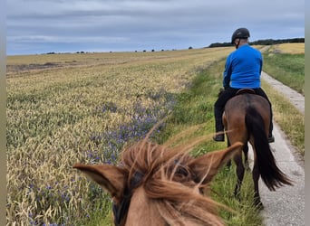 Islandpferd, Wallach, 16 Jahre
