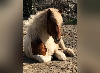 Islandpferd, Wallach, 16 Jahre, Schecke