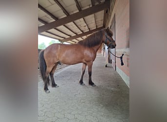 Islandpferd, Wallach, 17 Jahre, 135 cm, Brauner