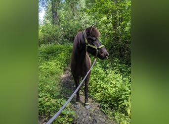Islandpferd, Wallach, 17 Jahre, 135 cm, Rappe