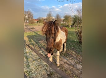 Islandpferd, Wallach, 17 Jahre, 135 cm, Rappschimmel