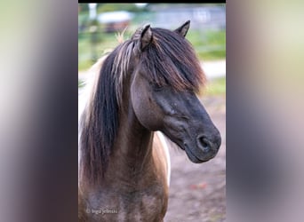Islandpferd, Wallach, 17 Jahre, 136 cm, Schecke