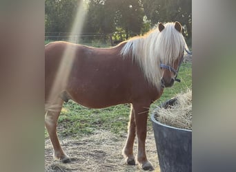 Islandpferd, Wallach, 17 Jahre, 137 cm, Fuchs