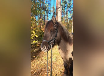 Islandpferd, Wallach, 17 Jahre, 138 cm, Falbe