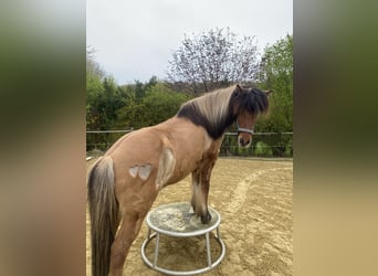 Islandpferd, Wallach, 17 Jahre, 138 cm