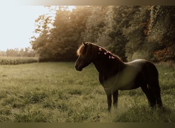 Islandpferd, Wallach, 17 Jahre, 138 cm, Rappe