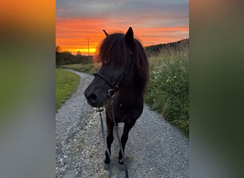 Islandpferd, Wallach, 17 Jahre, 138 cm, Rappe