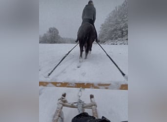 Islandpferd, Wallach, 17 Jahre, 138 cm, Rappe