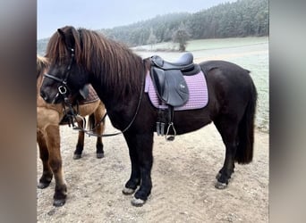 Islandpferd, Wallach, 17 Jahre, 138 cm, Rappe