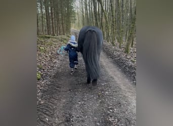 Islandpferd, Wallach, 17 Jahre, 138 cm, Rappe