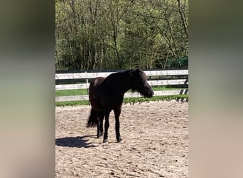 Islandpferd, Wallach, 17 Jahre, 140 cm