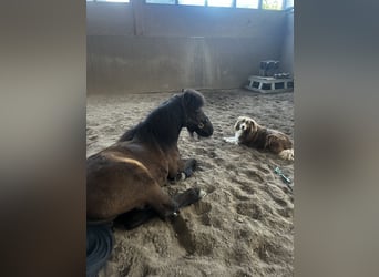 Islandpferd, Wallach, 17 Jahre, 140 cm, Rappe