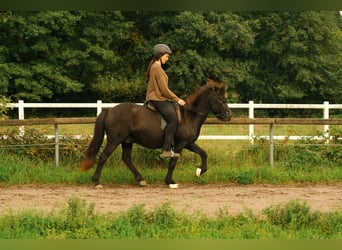 Islandpferd, Wallach, 17 Jahre, 140 cm, Rappe