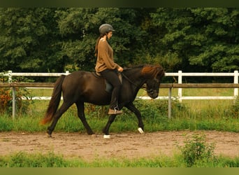 Islandpferd, Wallach, 17 Jahre, 140 cm, Rappe