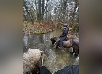 Islandpferd, Wallach, 17 Jahre, 140 cm, Rappe
