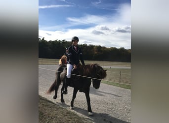 Islandpferd, Wallach, 17 Jahre, 140 cm, Rappe
